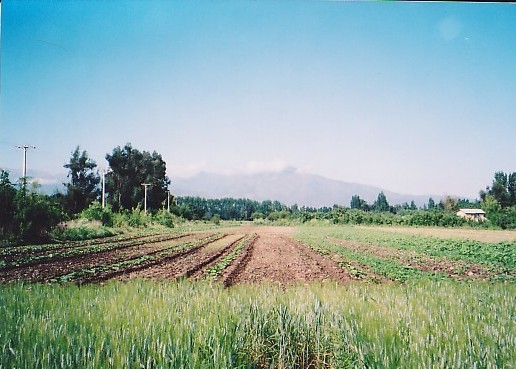 Cultivo de trigo y zapallos en primavera, con la Cordillera de la Costa al fondo.