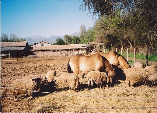 Caballos de trabajo pastando en el predio junto a ovejas.