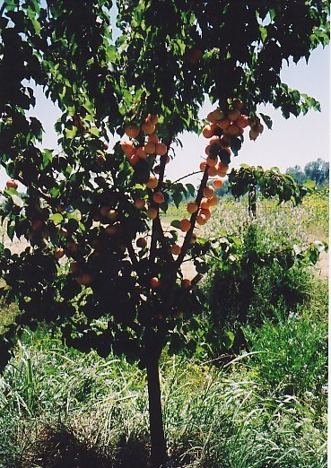 Hortalizas y frutales creciendo en el predio orgánico.