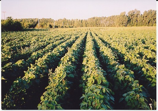 Cultivo de soya en primer plano y quínoa al fondo.