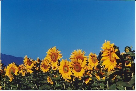Cultivo de maravillas en flor en el predio.
